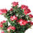 44" Multi Vine Trunk Azalea Flowering Tree in Pot