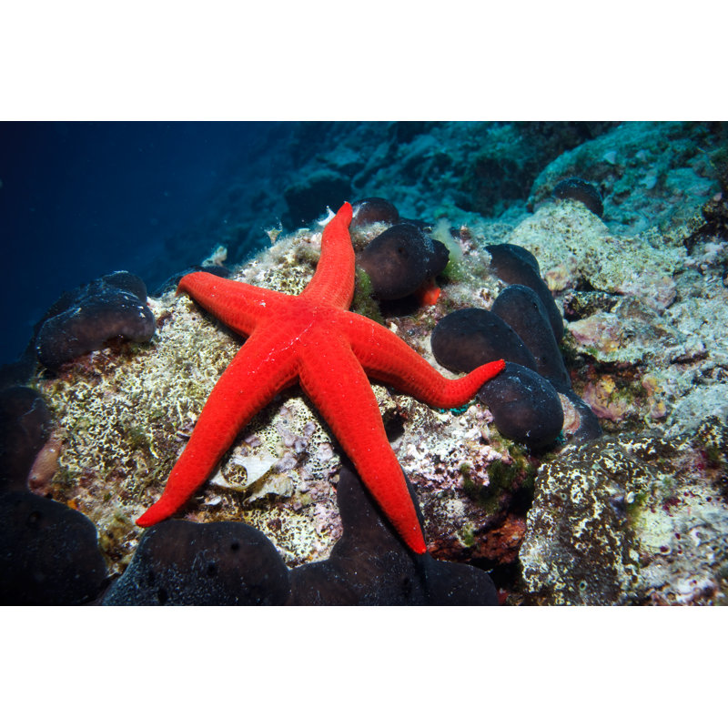 A Red Sea Star On The Ocean Floor by Mkurtbas - No Frame Print on Canvas, 30cm H x 46cm W