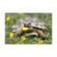 Tortue à la chasse-573735103