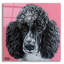 "Caniche noir" par Carolee Vitaletti-1613037722