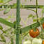 Bauman Weather Resistant Plant Support