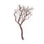 Manzanita Plant