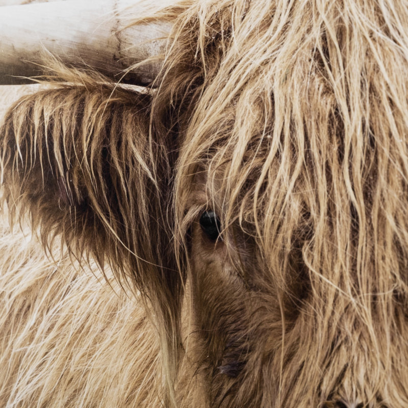Bernie the Highland Cow - Framed Art Photograph Print Matted under Glass, Humphry