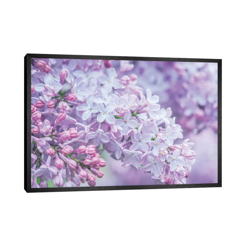 USA, Washington State, Seattle. Kubota Garden, Lilac Close Up by Rob Tilley - Print on Canvas, 101.6 cm H x 66.04 cm W