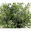 Eucalyptus vert 12 po en pot en céramique-407882545