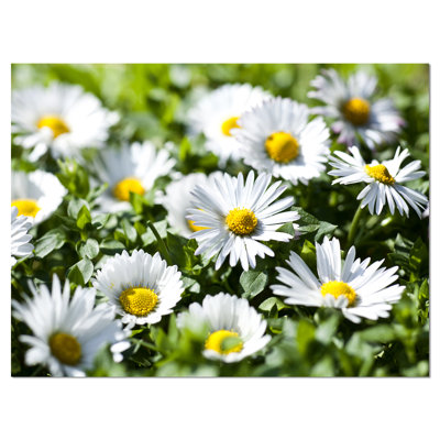" Spring Background With White Flowers "