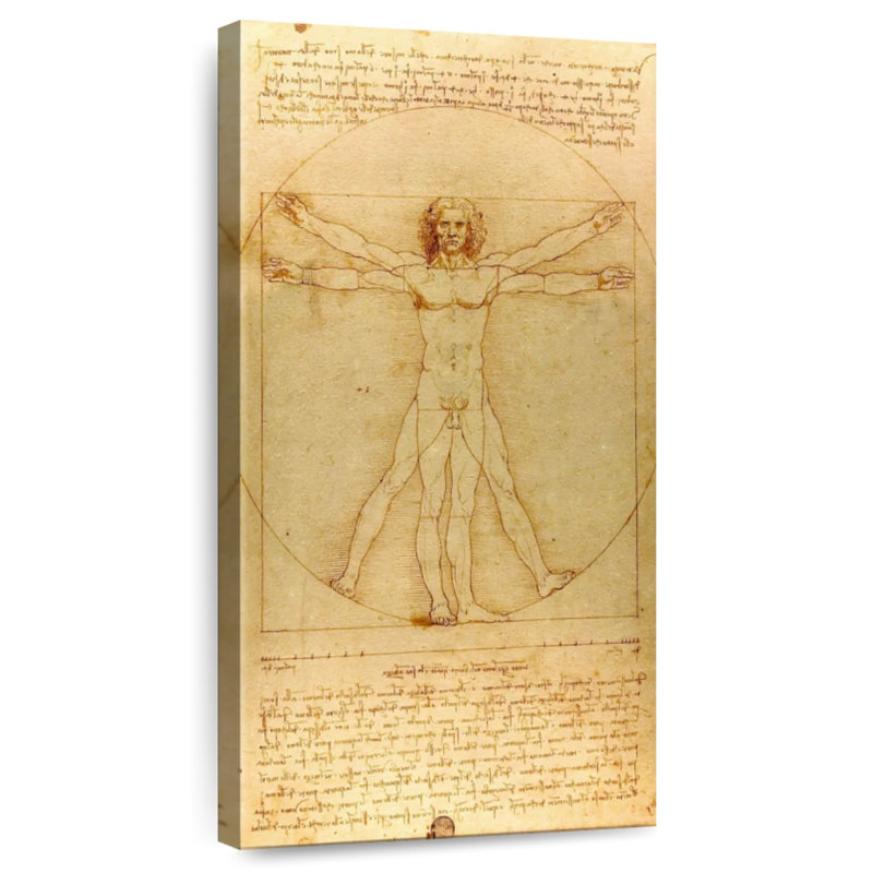 The Vitruvian Man, H 24 po x l 12 po