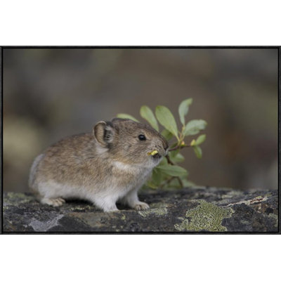 " American Pika Carrying Vegetation In Mouth, Yukon, Canada "