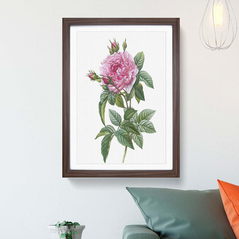 A French Rose In Pink by Pierre-Joseph Redoute - Single Picture Frame Painting, Walnut Framed, 33cm H x 24cm W x 2cm D