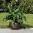 Handmade Sow Antique Brass Bowl Metal Planter with Drainage Hole-1510527463