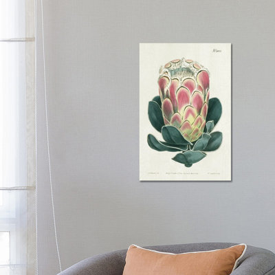 Protea N83 1 Piece Wrapped Canvas Wall Art