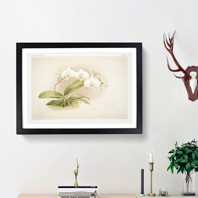 Magnolia Flowers Illustration Tab. 11 by Frederick Sander - Framed Print