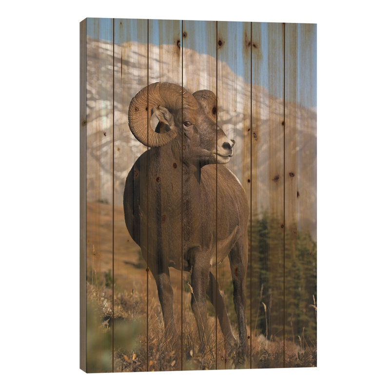 Mouton des montagnes Rocheuses, H 26 po x l 18 po x P 1,5 po