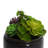 Plante grasse artificielle 7 po en pot
