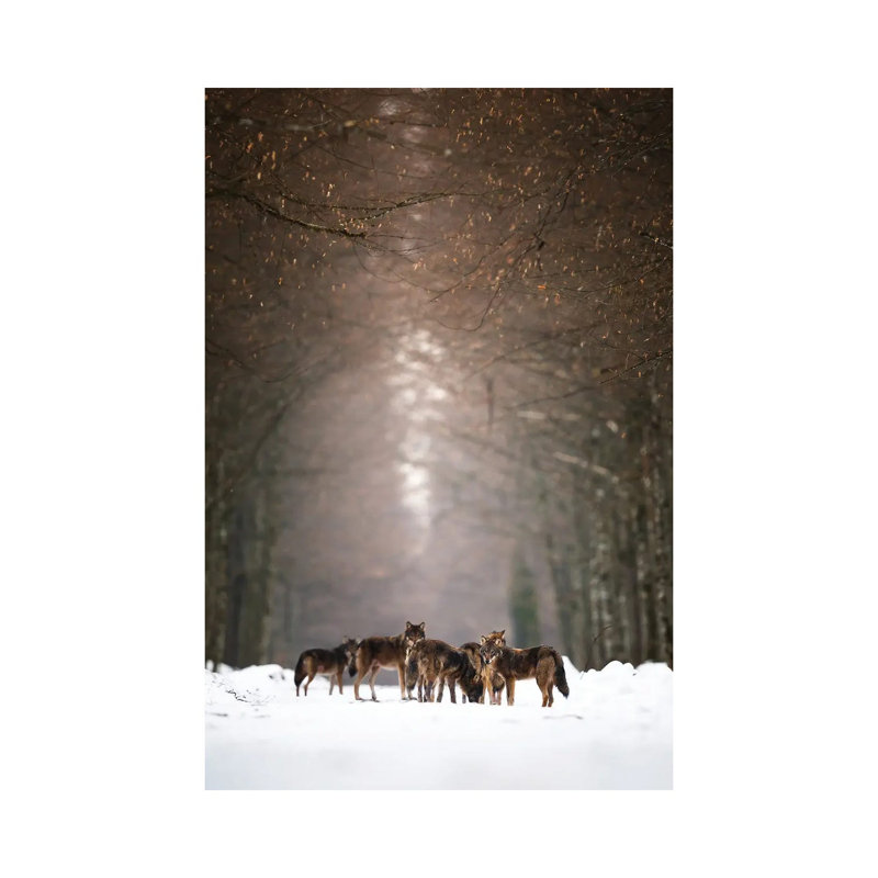 Wolves 1 Piece Wrapped Canvas Wall Art, 30.48 cm H x 45.72 cm W