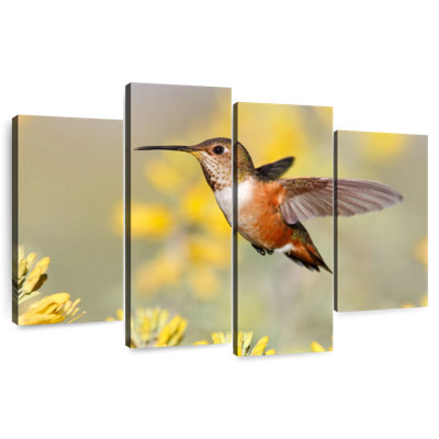 Colibri de Brampt Allen