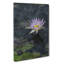 Pretty Water Lily - Wrapped Canvas Painting-61837252