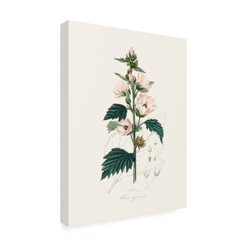 Œuvre d'art sur toile botanique à la bolognaise, John Stephenson, H 19 po x l 14 po