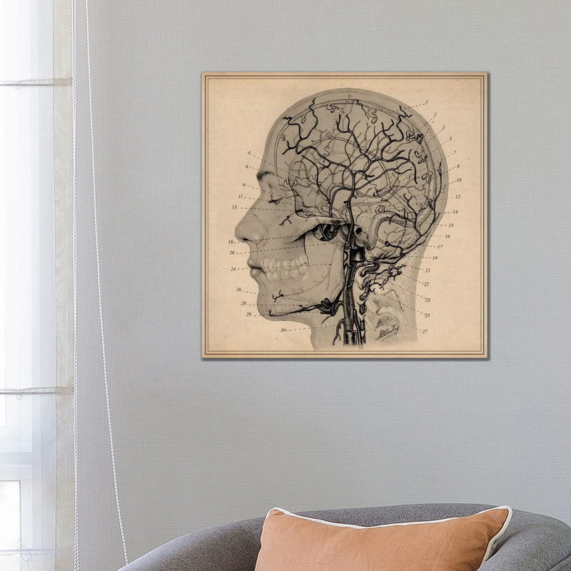 Anatomy Of Human Head by Unknown Artist - Wrapped Canvas Print, 66.04 cm H x 66.04 cm W x 1.91 cm D