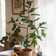 Gracie Oaks Faux Fiddle Leaf Fig Tree 