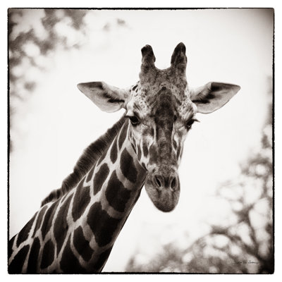 Girafe I