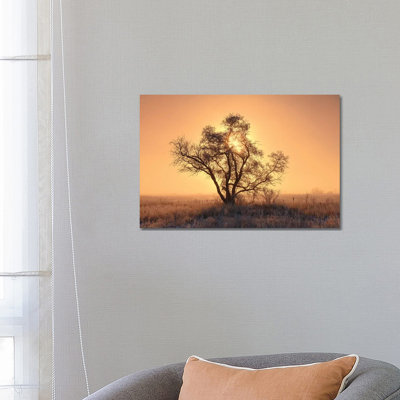 Canada, Saskatchewan. Hoarfrost On Tree At Sunrise. by Jaynes Gallery - Wrapped Canvas Print