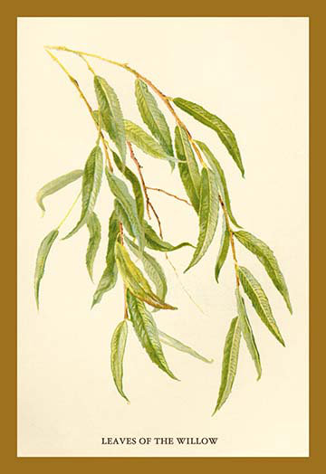 « leaves of the willow » par w.h.j. boot, reproduction d’art, H 30 po x l 20 po x P 1,5 po
