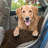 Muddy Paws Chenille Towel and Shammy Pet Mat-26114037-27041470