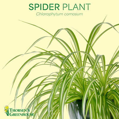 Live Spider Plant