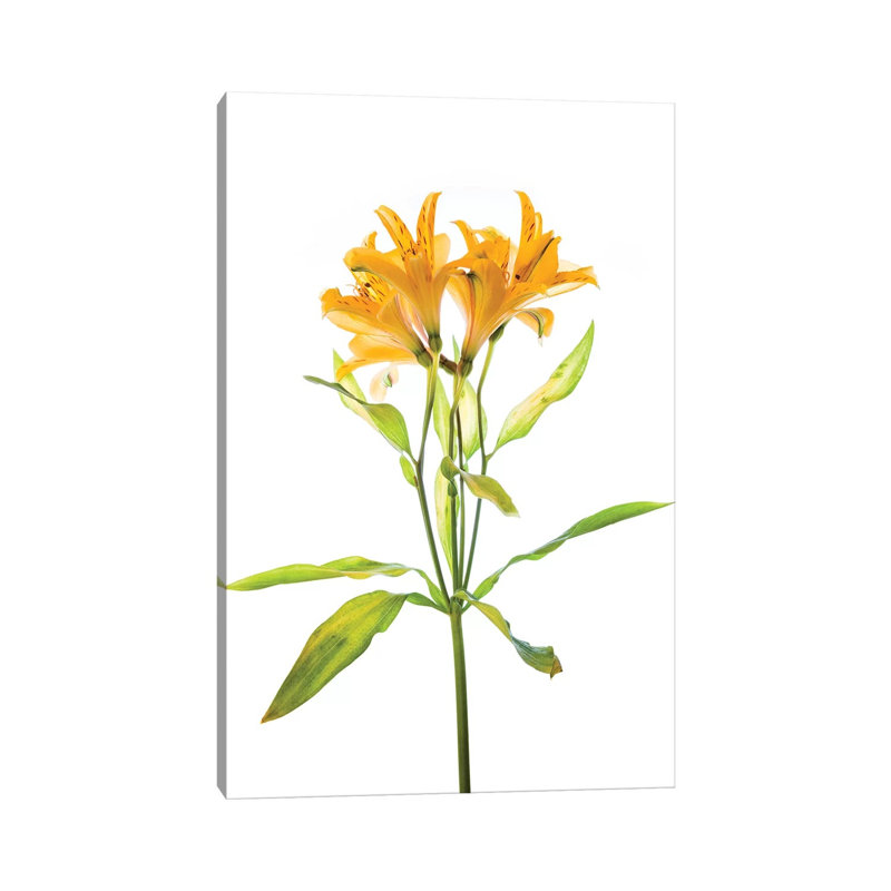 Close-up Of Peruvian Lily Flowers - Wrapped Canvas Painting, 66.04 cm H x 45.72 cm W x 1.91 cm D