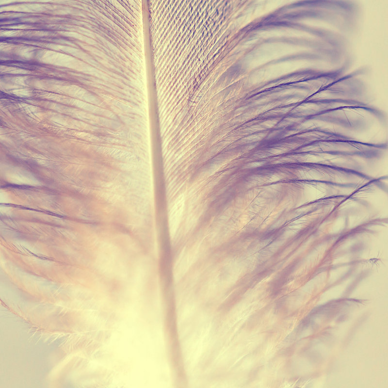 Feather - Wrapped Canvas Print, 91cm H x 91cm W x 3.8cm D