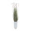 84,5 po plante