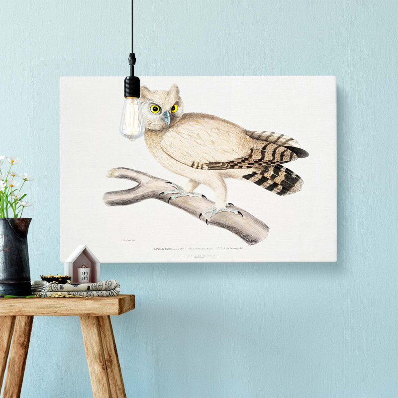 Coromandel Owl by John Edward Gray - Wrapped Canvas Painting, 35cm H x 50cm W x 3cm D