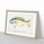 An Illustration Of A Wrasse Fish by F.E. Clarke - Single Picture Frame Painting-55545021-55545024