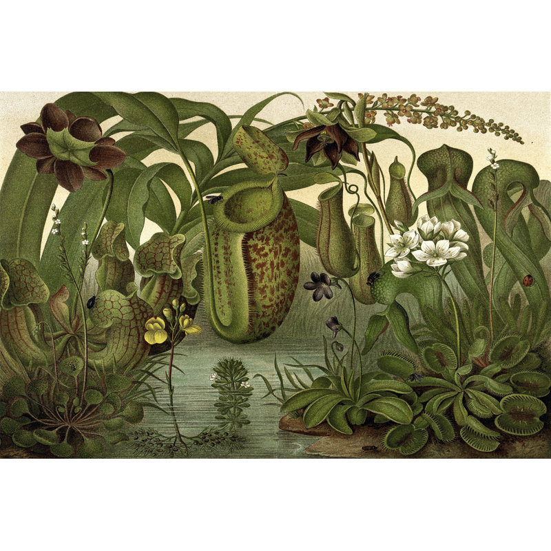 Venus Fly Trap - Wrapped Canvas Print, 30cm H x 46cm W x 3.8cm D