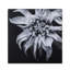 Black And White Flower Epoxy F Print