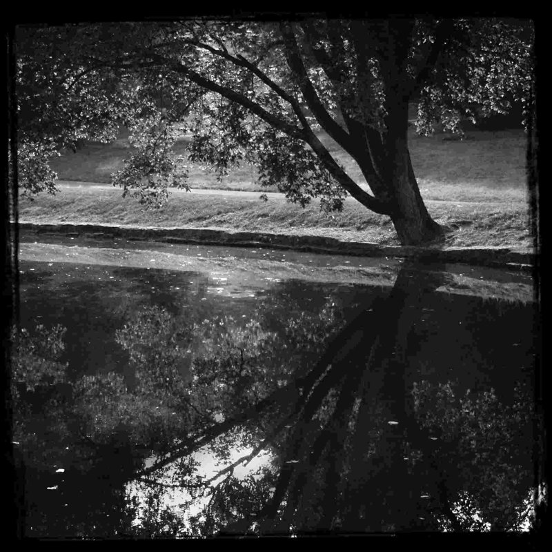 Arbre 3 - Photographie sur toile tendue, H 20 po x l 20 po
