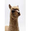 Decorative Happy Alpaca figurine-100141232