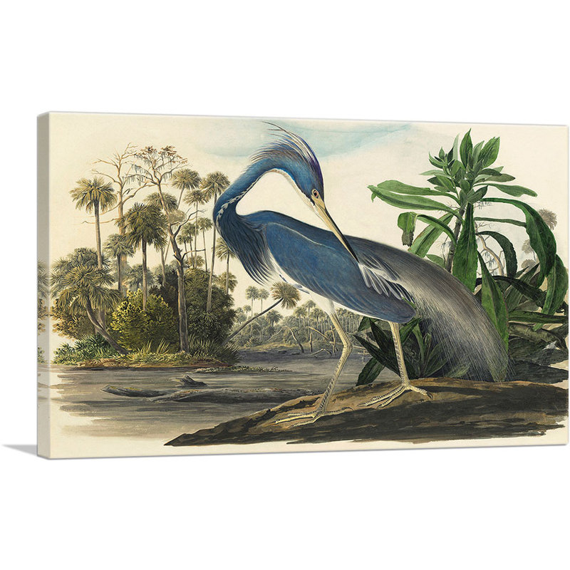 «Louisiana Heron» par James Audubon, reproduction d'art sur toile tendue, H 26 po x l 40 po x P 0,75 po