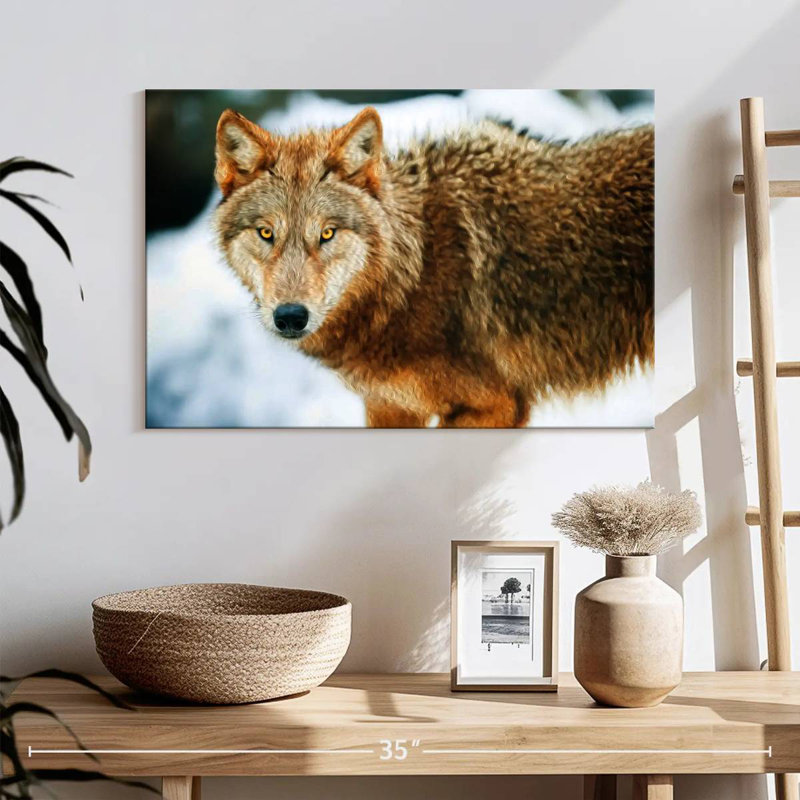 Brampt Brown Wolf, 16'' H x 24'' W