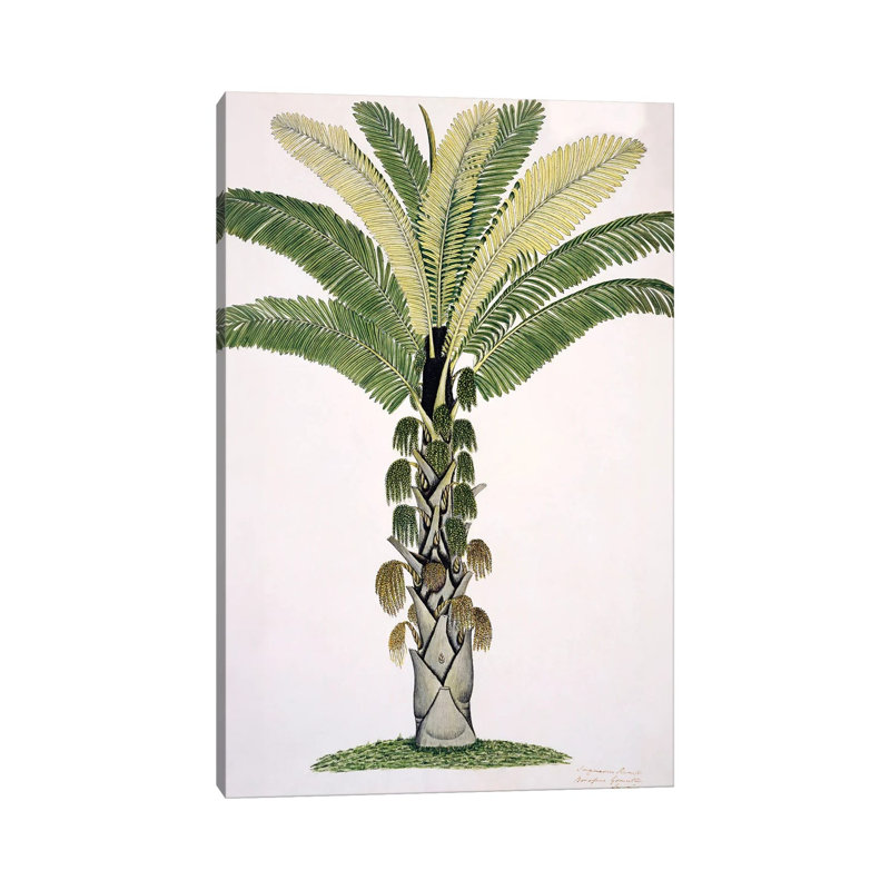 Palmier, œuvre d'art - reproduction d'art murale - toile tendue, 18" x 12", Gallery Wrapped Canvas, No Frame