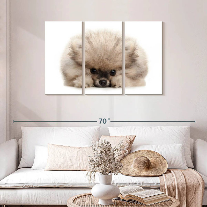 Brampt Pomeranian Acting Cute, 28" H x 45" W