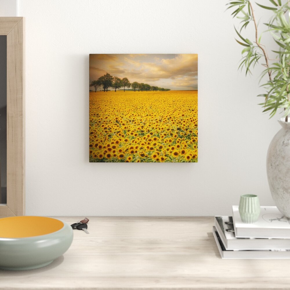 Leinwandbild Feld mit Sonnenblumen