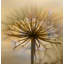 Rideau de douche 71 "x 74", fleur de pissenlit par Wonderful Dream