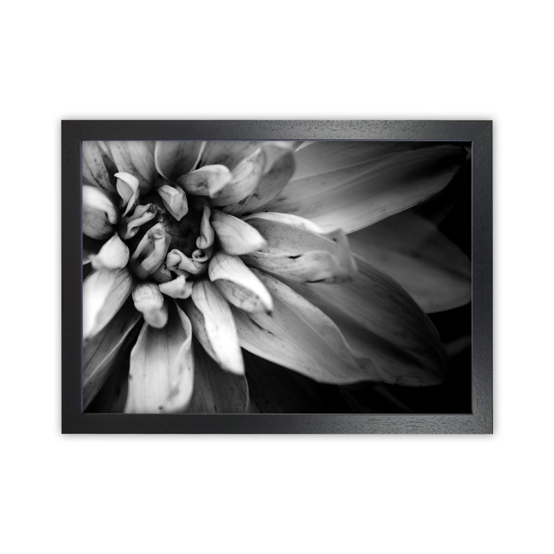 Flower Petals I by Victoria Frost - Print, 46cm H x 63cm W x 3cm D, Black Framed