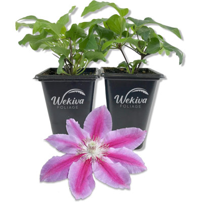 Clematis Dr. Rupple - Live Starter Plants in 2 Inch Growers Pots - Clematis 'Dr. Rupple' - Starter Plants Ready for The Garden - Beautiful Deep Pink Bloom Flowering Vine