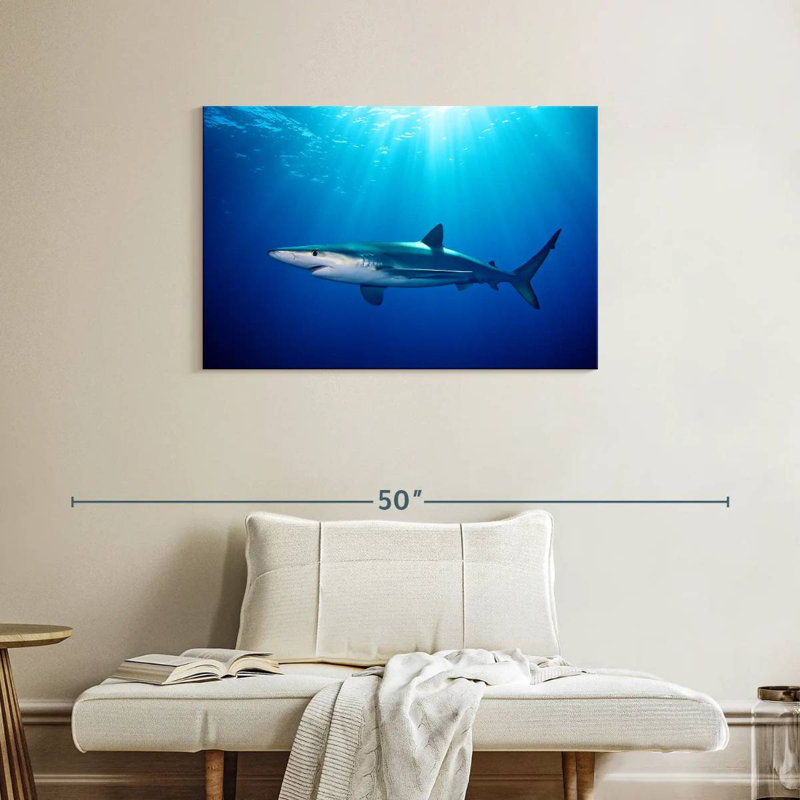 Brampt Blue Shark In Gordon's Bay
