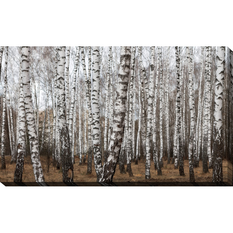 « birching environ 7 », reproduction de photo sur toile tendue, H 36 po x l 60 po x P 1,5 po