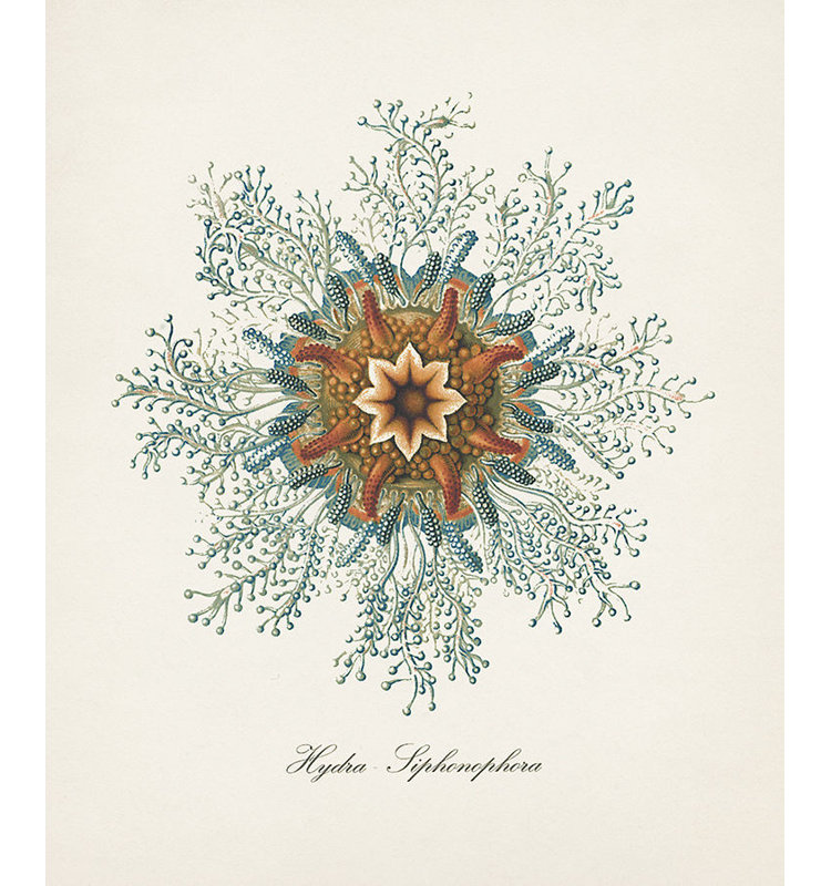 «Nautical Art V» par Sofia Fox - impression sur toile, H 35 po x l 30 po x P 1,5 po, Couche de verre
