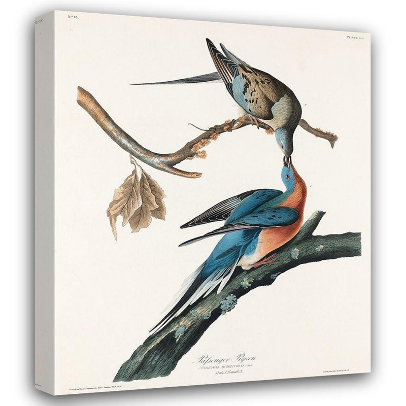 «Lark Manor» Audubon, John James Gallery, art sur toile tendue: Passager Pigeon, H 23 po x l 20 po